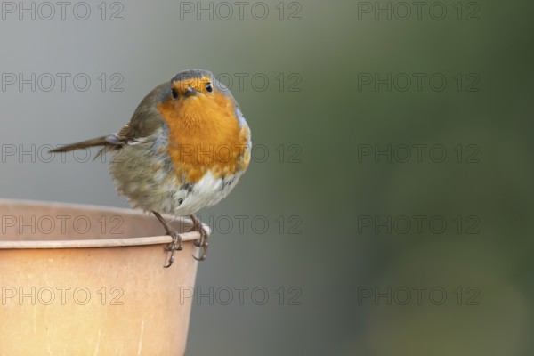 European robin (Erithacus rubecula) adult bird on a garden plant pot, England, United Kingdom