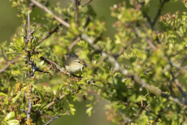 Garden warbler (Sylvia borin) adult bird in a hedgerow with insects for food in its beak in summer, England, United Kingdom