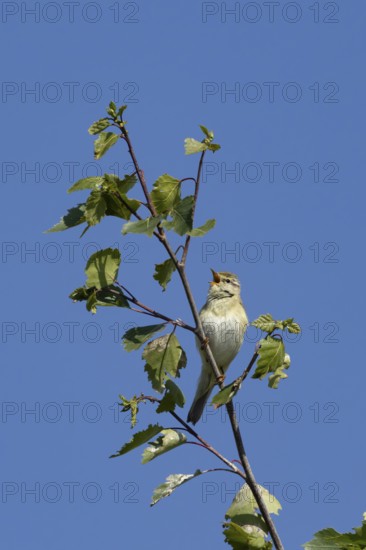 Garden warbler (Sylvia borin) adult male bird singing in a tree in spring, England, United Kingdom