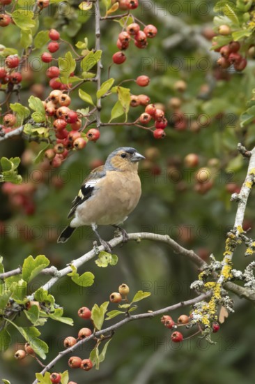 Eurasian chaffinch (Fringilla coelebs) adult male bird in a hawthorn hedgerow with red berries in summer, England, United Kingdom
