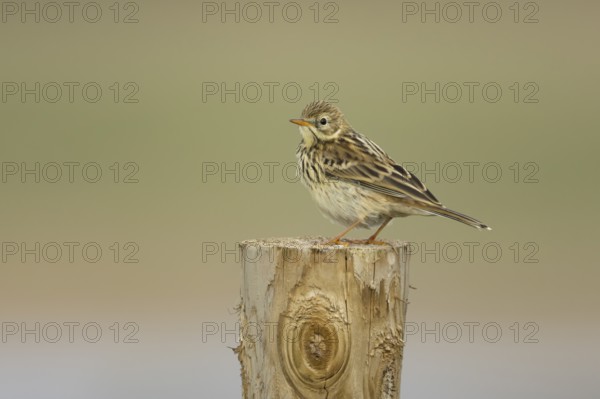 Meadow pipit (Anthus pratensis) adult bird on a fence post in summer, England, United Kingdom