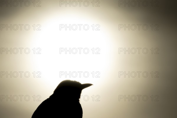 Eurasian blackbird (Turdus merula) silhouette of an adult bird watching the sunrise, England, United Kingdom