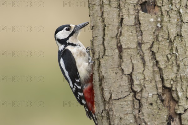 Great spotted woodpecker (Dendrocopos major) adult bird on a tree trunk in a woodland, England, United Kingdom