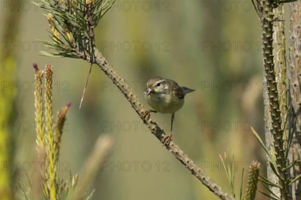 Garden warbler (Sylvia borin) adult bird on a tree branch with insects for food in its beak in summer, England, United Kingdom