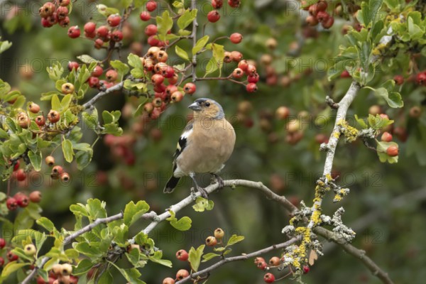 Eurasian chaffinch (Fringilla coelebs) adult male bird in a hawthorn hedgerow with red berries in summer, England, United Kingdom