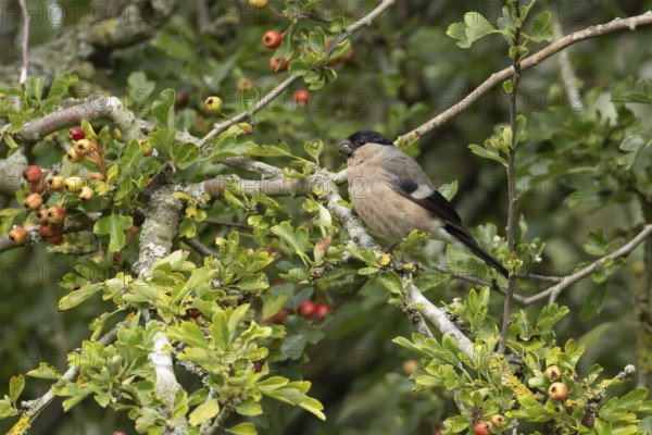 Eurasian bullfinch (Pyrrhula pyrrhula) adult female bird in a hawthorn hedgerow with red berries in summer, England, United Kingdom