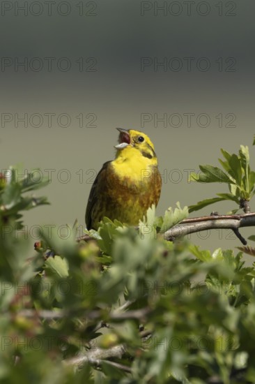 Yellowhammer (Emberiza citrinella) adult male bird singing in a hedgerow in summer, England, United Kingdom