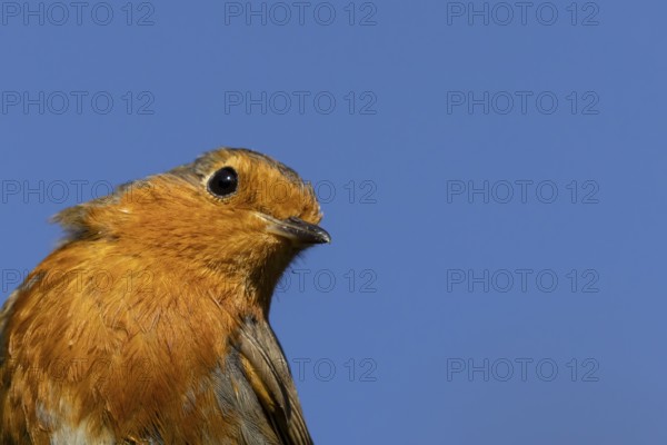 European robin (Erithacus rubecula) adult bird head portrait, England, United Kingdom