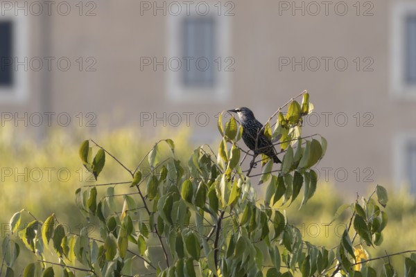 Eurasian starling (Sturnus vulgaris) adult bird in a tree, Rome, Italy