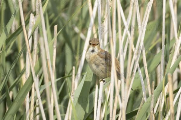 Reed warbler (Acrocephalus scirpaceus) adult male bird singing in a reedbed in summer, England, United Kingdom