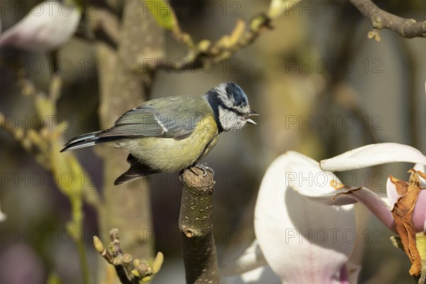 Blue tit (Cyanistes caeruleus) adult bird on a garden Magnolia tree branch in spring, England, United Kingdom