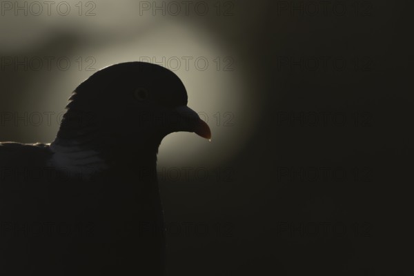 Wood pigeon (Columba palumbus) silhouette of an adult bird at sunrise, England, United Kingdom