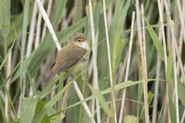 Reed warbler (Acrocephalus scirpaceus) adult bird in a reedbed in summer, England, United Kingdom