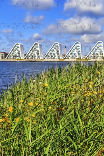 View over grasses and the shore of the fjord to the wave-shaped residential complex Bølgen, Die Welle, architect Henning Larsen, modern architecture, Vejle, Vejle Fjord, Jutland, Denmark