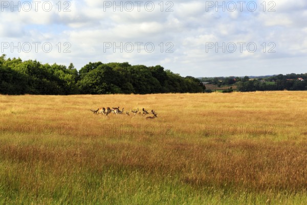 Fallow deer in a flock, field, dry grass, forest, Haderslev, Haderslev, Syddanmark, Denmark