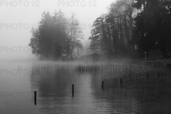 Reeds and fences in foggy Starnberger See, leaves and conifers behind, black and white photo, Historisches Hotel La Villa, Niederpöcking, Upper Bavaria, Bavaria, Germany