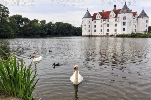 Hocker swan (Cygnus olor) in front of Glücksburg Castle, residential castle, moated castle with museum, Renaissance architecture, Glücksburg, Germany