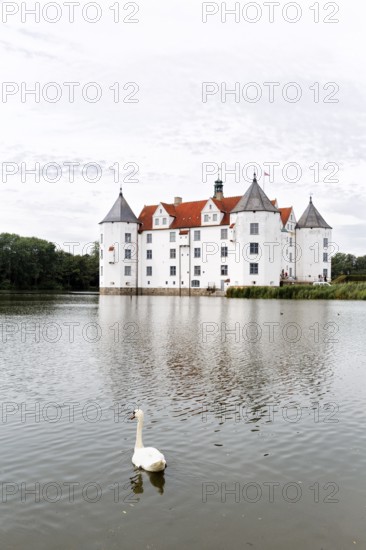 Hocker swan (Cygnus olor) in front of Glücksburg Castle, residential castle, moated castle with museum, Renaissance architecture, Glücksburg, Germany