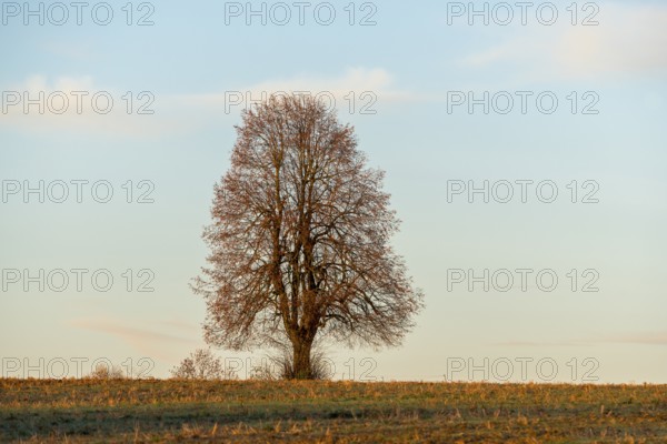 A standing tree in a field against a blue sky, lonely atmosphere, Swabian Jura, Baden-Württemberg, Germany