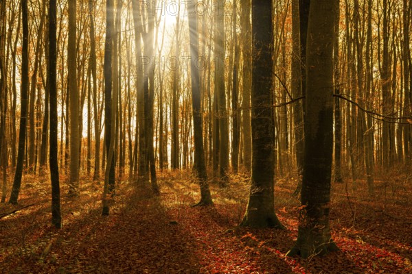 Sunbeams flood an autumnal beech forest with golden leaves and trees, Swabian Jura, Baden-Württemberg, Germany