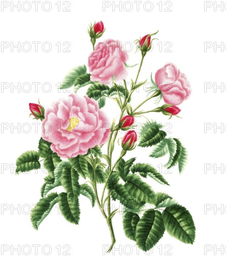 Cultivated plant, precious rose, rose gallica, royal virgin rose, illustration, reproduction from a 19th century model. Authentic, file restored for optimal use, exact date of submission unknown, historical