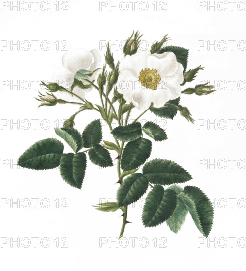 Cultivated plant, precious rose, rose rosa alba, single white rose, illustration, reproduction from a model from the 19th century. Authentic, file restored for optimal use, exact date of submission unknown, historical