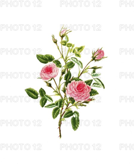 Cultivated plant, precious rose, flower, rosa provincalis or rose de meaux, illustration, reproduction from a model from the 19th century. Authentic, file restored for optimal use, exact date of submission unknown, historical