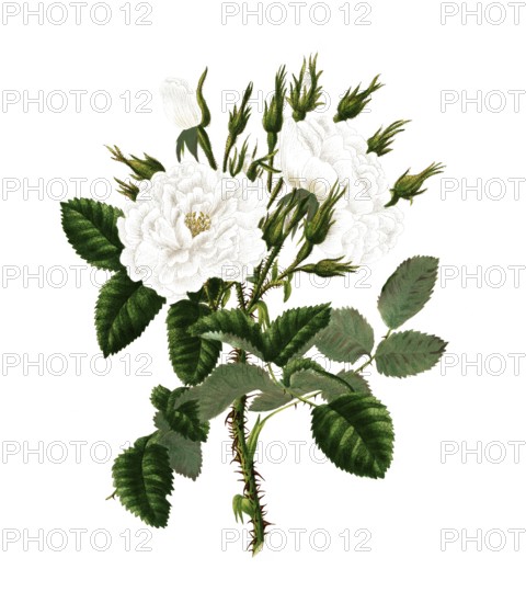 Cultivated plant, precious rose, rose rosa damascena, white monthly rose, illustration, reproduction from a model from the 19th century. Authentic, file restored for optimal use, exact date of submission unknown, historical