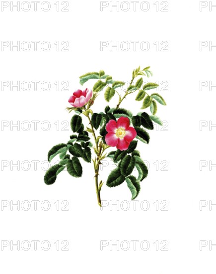 Cultivated plant, precious rose, flower, rosa villosa, single apple bearing rose, illustration, reproduction from a model from the 19th century. Authentic, file restored for optimal use, exact date of submission unknown, historical