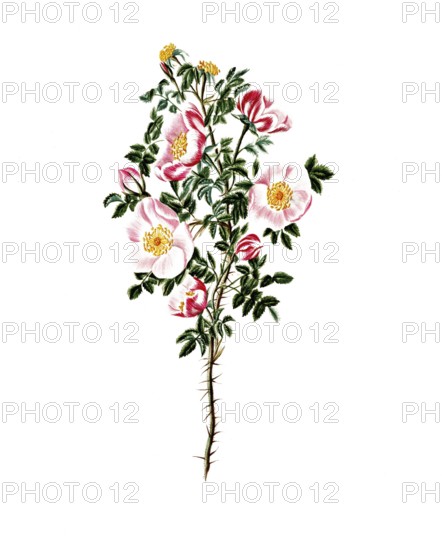 Cultivated plant, sweet rose, rose espinosissima, striped flowered Scotch rose, illustration, reproduction from a model from the 19th century. Authentic, file restored for optimal use, exact date of submission unknown, historical