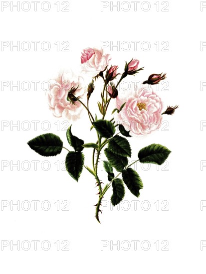 Cultivated plant, precious rose, flower, rosa provincalis, blush province rose, illustration, reproduction from a model from the 19th century. Authentic, file restored for optimal use, exact date of submission unknown, historical