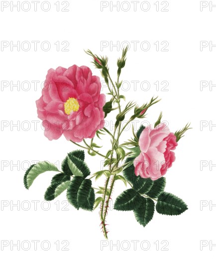Cultivated plant, precious rose, rose rosa damascena, red damask rose, illustration, reproduction from a model from the 19th century. Authentic, file restored for optimal use, exact date of submission unknown, historical