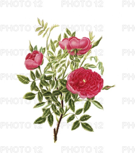 Cultivated plant, precious rose, rose rosa centifolia, burgundy rose, illustration, reproduction from a model from the 19th century. Authentic, file restored for optimal use, exact date of submission unknown, historical