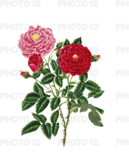 Cultivated plant, precious rose, rose rose centifolia, Stepney rose, illustration, reproduction from a model from the 19th century. Authentic, file restored for optimal use, exact date of submission unknown, historical