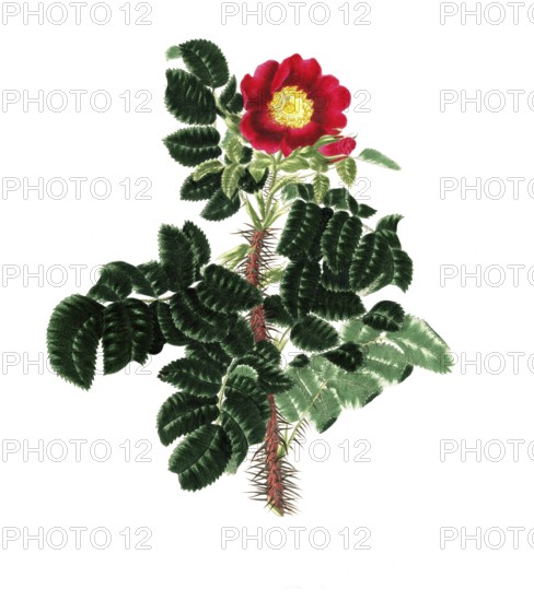 Cultivated plant, precious rose, rose Rosa ferox, hedge-hog rose, illustration, reproduction from a model from the 19th century. Authentic, file restored for optimal use, exact date of submission unknown, historical