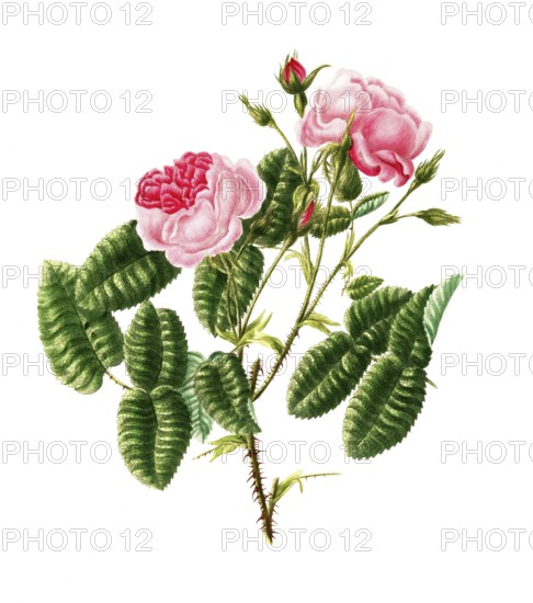 Cultivated plant, precious rose, rose rosa provencalis, childings provenca rose, illustration, reproduction from a model from the 19th century. Authentic, file restored for optimal use, exact date of submission unknown, historical