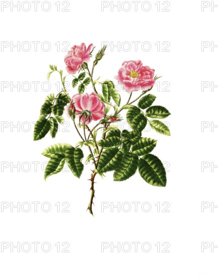Cultivated plant, precious rose, flower, rosa villosa, double apple bearing rose, illustration, reproduction from a model from the 19th century. Authentic, file restored for optimal use, exact date of submission unknown, historical