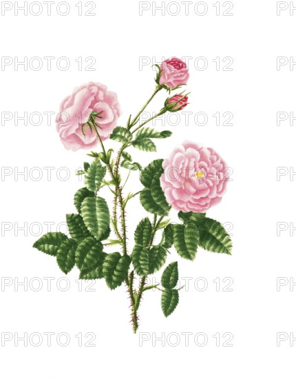 Cultivated plant, precious rose, rose rosa centifolia, petit hundred leaved rose, illustration, reproduction from a model from the 19th century. Authentic, file restored for optimal use, exact date of submission unknown, historical
