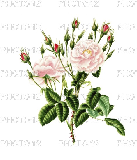 Cultivated plant, precious rose, rose rosa damascena, blush monthly rose, illustration, reproduction from a model from the 19th century. Authentic, file restored for optimal use, exact date of submission unknown, historical