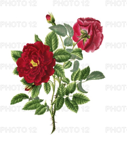 Cultivated plant, precious rose, rose rosa centifolia, double velvat rose, illustration, reproduction from a model from the 19th century. Authentic, file restored for optimal use, exact date of submission unknown, historical