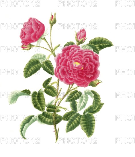 Cultivated plant, precious rose, rose rose centifolia, bishop rose, illustration, reproduction from a model from the 19th century. Authentic, file restored for optimal use, exact date of submission unknown, historical