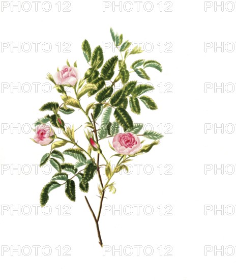 Cultivated plant, precious rose, rose Rosa cinnamomea, double cinnamom rose, illustration, reproduction from a model from the 19th century. Authentic, file restored for optimal use, exact date of submission unknown, historical