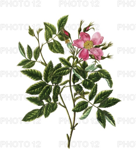 Cultivated plant, precious rose, rose cardina rose, spreading cardina rose, illustration, reproduction from a model from the 19th century. Authentic, file restored for optimal use, exact date of submission unknown, historical
