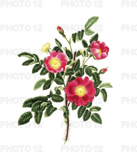 Cultivated plant, precious rose, rose Carolina, upright Carolina rose, illustration, reproduction from a model from the 19th century. Authentic, file restored for optimal use, exact date of submission unknown, historical