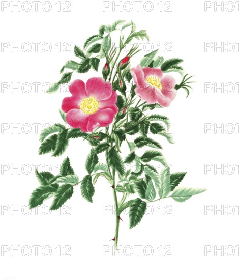 Cultivated plant, precious rose, rose Rosa Carolina, single burnet leaved rose, illustration, reproduction from a model from the 19th century. Authentic, file restored for optimal use, exact date of submission unknown, historical