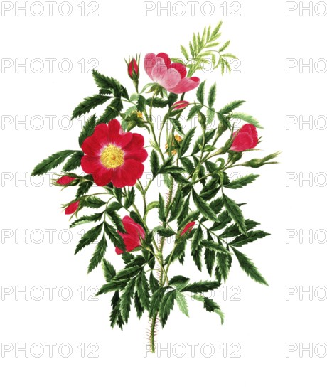 Cultivated plant, precious rose, rose, pink blanda, Labrodaor rose, Hudson Bay rose, illustration, reproduction from a 19th century model. Authentic, file restored for optimal use, exact date of submission unknown, historical