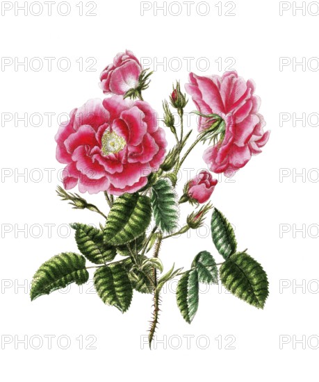 Cultivated plant, precious rose, rose rosa provincialis, Scarlet Provence rose, illustration, reproduction from a model from the 19th century. Authentic, file restored for optimal use, exact date of submission unknown, historical
