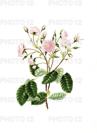 Cultivated plant, precious rose, flower, Rosa provincialis, Blandford or Portugal rose, illustration, reproduction from a model from the 19th century. Authentic, file restored for optimal use, exact date of submission unknown, historical