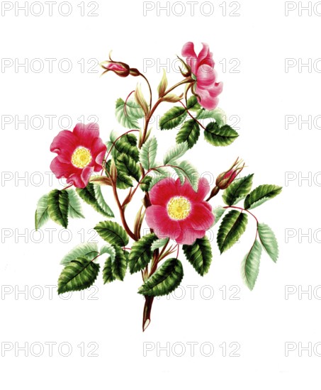 Cultivated plant, precious rose, flower, pink pendulina, rose without thorns, illustration, reproduction from a model from the 19th century. Authentic, file restored for optimal use, exact date of submission unknown, historical