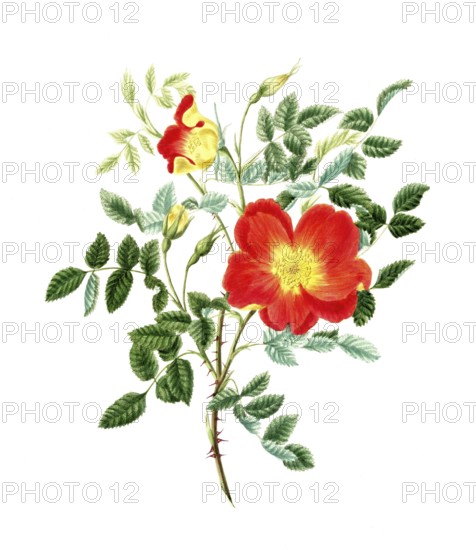 Cultivated plant, precious rose, pink lutea bicolor, Austrian rose, illustration, reproduction from a model from the 19th century. Authentic, file restored for optimal use, exact date of submission unknown, historical